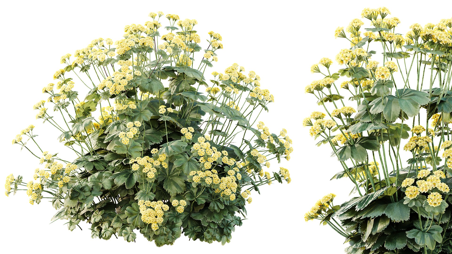 3D AV 14 Different sets of spring and summer shrubs https://p.turbosquid.com/ts-thumb/1p/aKZfd2/Uc/02/png/1752642705/1920x1080/fit_q87/149090a9bccbff32f9397940d55d747aa8dd49b9/02.jpg