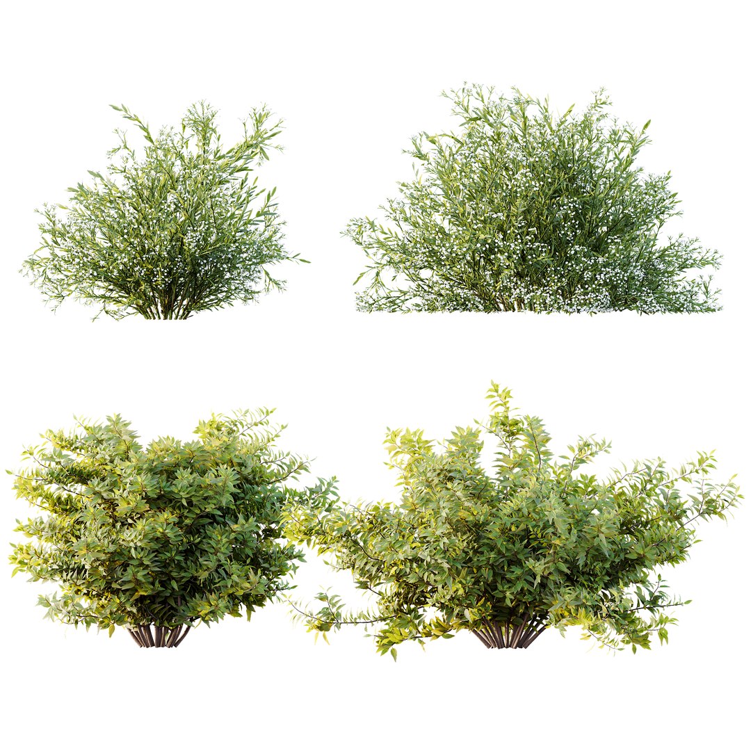 3D AV 14 Different sets of spring and summer shrubs https://p.turbosquid.com/ts-thumb/1p/aKZfd2/Xm/l/png/1753173577/1920x1080/fit_q87/0191b1d90d253bb233cd3ce3fdc7190ac1082ae3/l.jpg