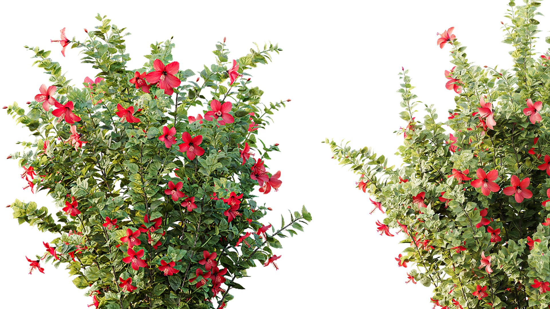 3D AV 14 Different sets of spring and summer shrubs https://p.turbosquid.com/ts-thumb/1p/aKZfd2/Yh/03/png/1751270334/1920x1080/fit_q87/803e40bdc18788775dcdadc28774a8fba6684293/03.jpg