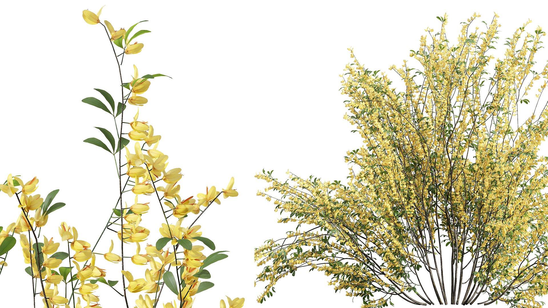 3D AV 14 Different sets of spring and summer shrubs https://p.turbosquid.com/ts-thumb/1p/aKZfd2/a9/03/png/1752123597/1920x1080/fit_q87/52606689a17908ace54dd673ca56ae058a042718/03.jpg
