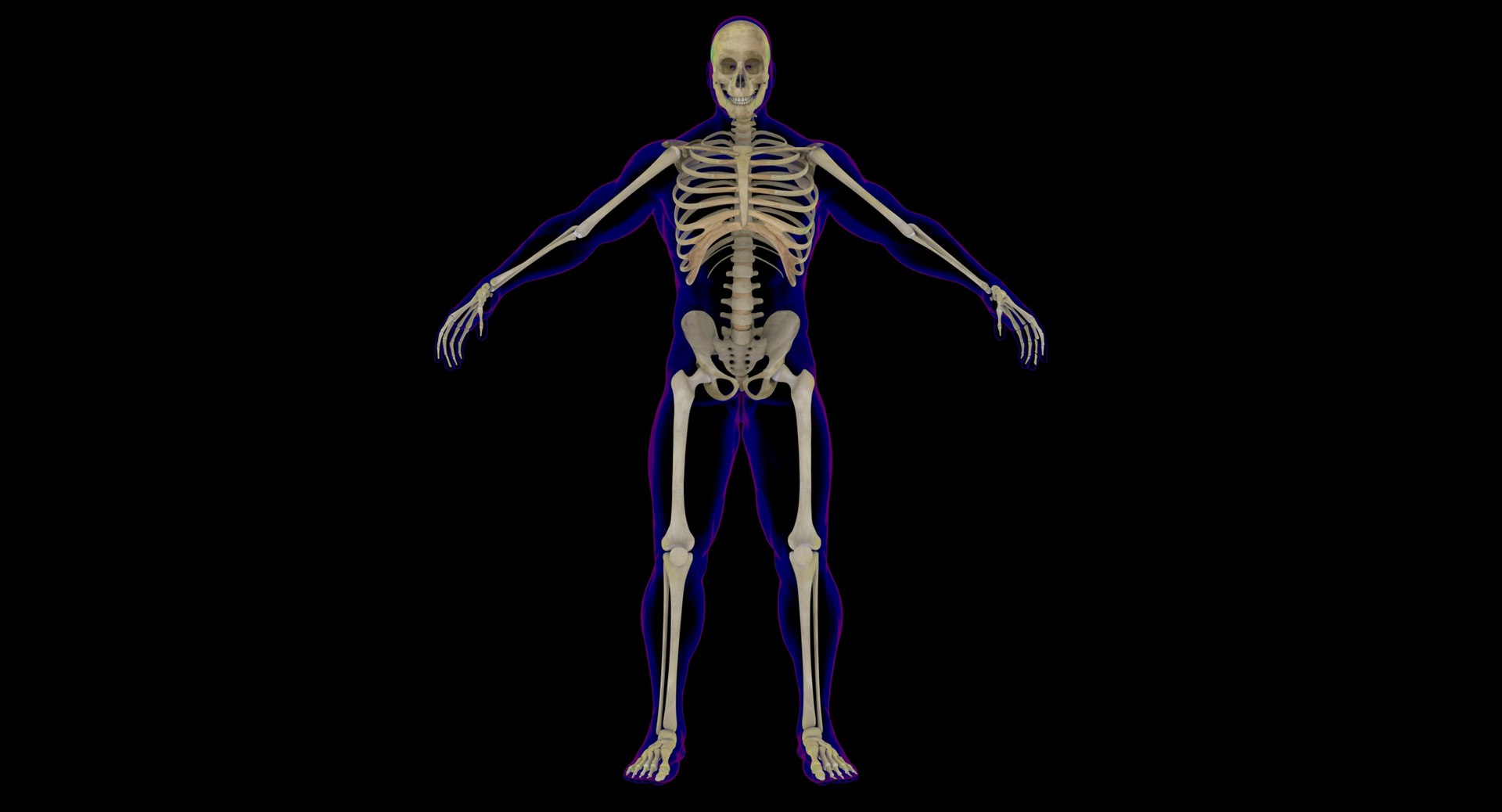 maya rigged x-ray skeleton male body https://p.turbosquid.com/ts-thumb/1p/dKlEHL/VZnBX1F9/0000b/jpg/1528476166/1920x1080/fit_q87/93b9a7f96d8a5a12bd54465e878b783303da2d73/0000b.jpg