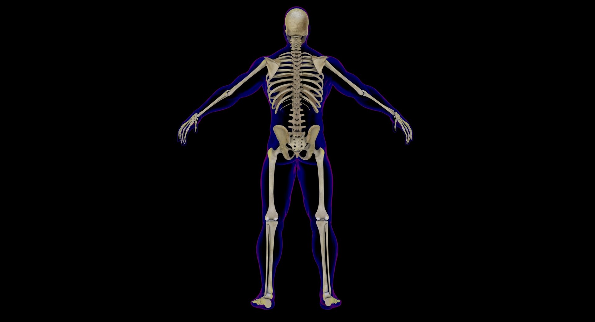maya rigged x-ray skeleton male body https://p.turbosquid.com/ts-thumb/1p/dKlEHL/aFacRaYF/0001/jpg/1528476176/1920x1080/fit_q87/fa16fdda86f38ed3d2cc88364062fa157e274ae1/0001.jpg