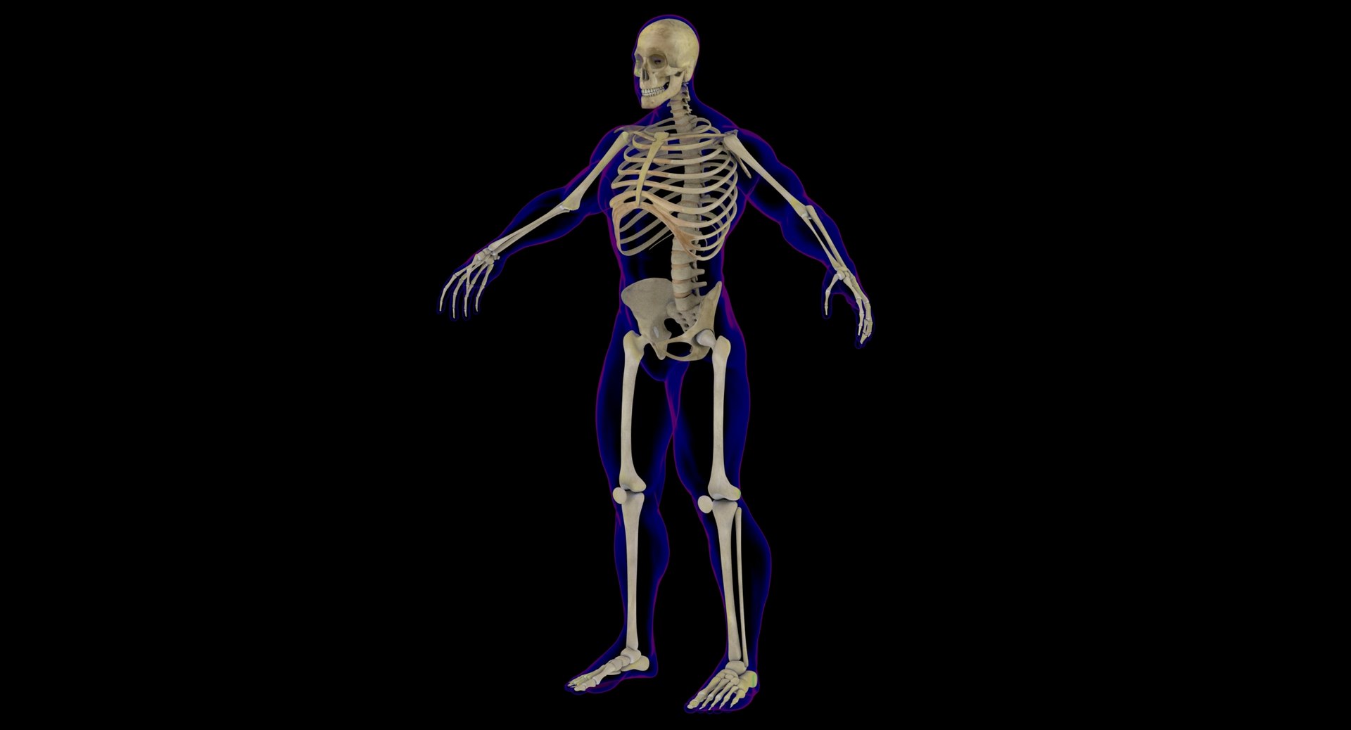maya rigged x-ray skeleton male body https://p.turbosquid.com/ts-thumb/1p/dKlEHL/ibS1rpFE/0002/jpg/1528476186/1920x1080/fit_q87/3b79fd43a8120e287c1e12a6022ffbc52f8d0264/0002.jpg