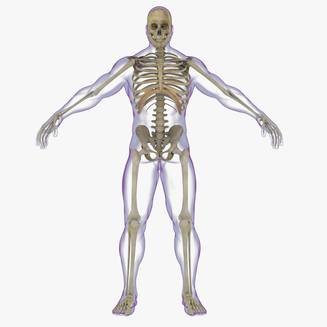 maya rigged x-ray skeleton male body https://p.turbosquid.com/ts-thumb/1p/dKlEHL/uOh6tslc/0000a/jpg/1528476156/1920x1080/fit_q87/6f4f52449b0904319294b23616520ffc4296d8c7/0000a.jpg