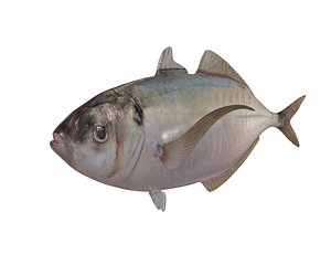 fish 3D model