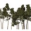 Floresta de pinheiro silvestre