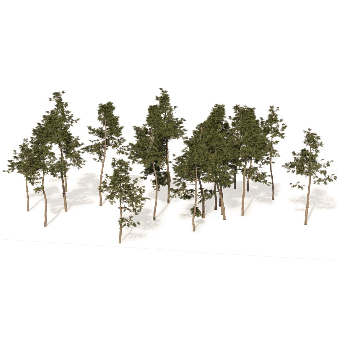 3D Scots pine tree forest https://p.turbosquid.com/ts-thumb/1p/zb2yIZ/Si/02pp/jpg/1668290682/1920x1080/fit_q87/16ed12873ca504b04bb90e6bdfda8f8800ea99c6/02pp.jpg