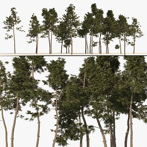 3D Scots pine tree forest