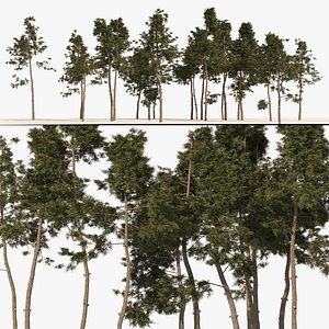 Scots pine tree forest