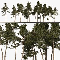 Scots pine tree forest