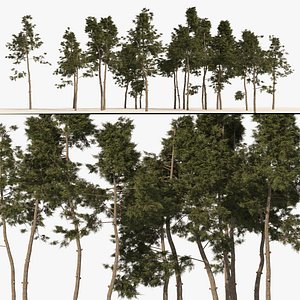 Scots pine tree forest