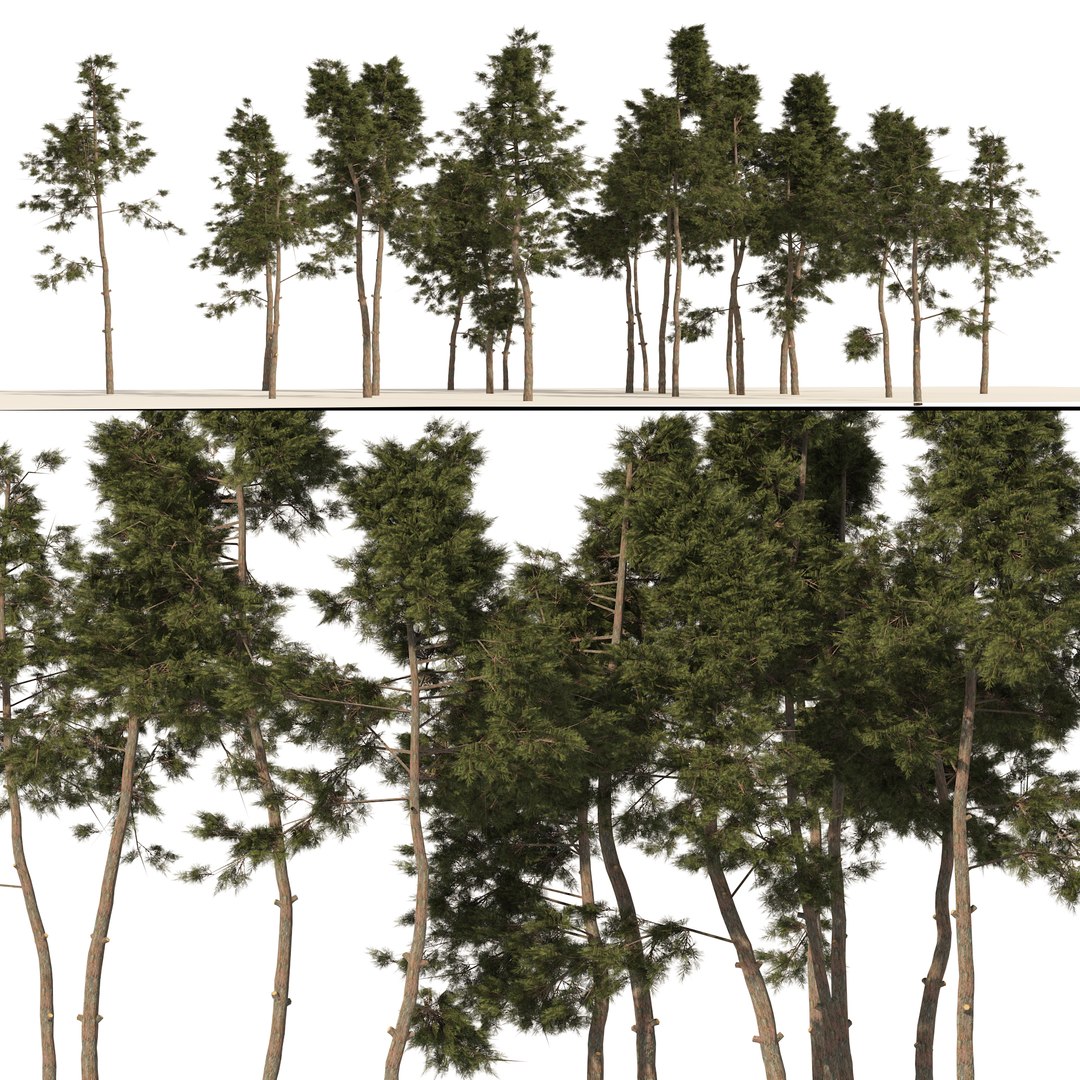 3D Scots pine tree forest https://p.turbosquid.com/ts-thumb/1p/zb2yIZ/hr/cover0101/jpg/1668290691/1920x1080/fit_q87/78fb8ce3fb590d78b270a5cb97abfc8445e25e23/cover0101.jpg