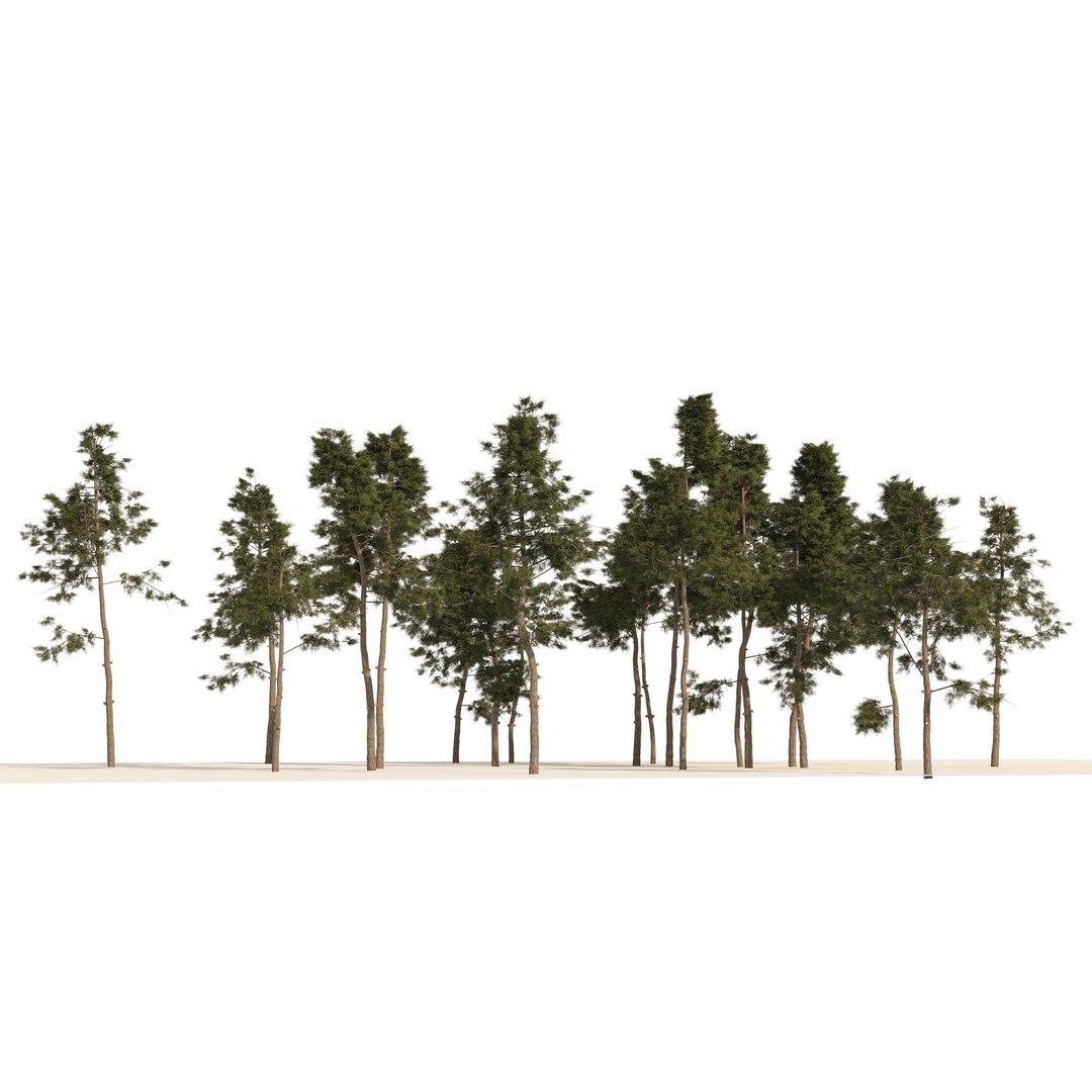 3D Scots pine tree forest https://p.turbosquid.com/ts-thumb/1p/zb2yIZ/sN/03pp/jpg/1668290684/1920x1080/fit_q87/b399fbe9d7196d59c28d8a419955a8b985b41637/03pp.jpg