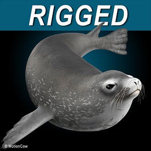 Weddell Seal