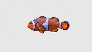 Low Poly Clownfish Rigged With Realistic Texture 3D