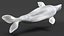 3D model Beluga Whale Adult