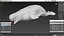 3D model Beluga Whale Adult