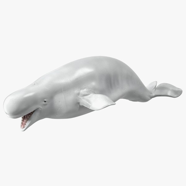 3D model Beluga Whale Adult