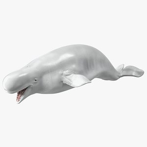Beluga Whale Adult