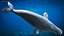 3D model Beluga Whale Adult