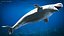 3D model Beluga Whale Adult
