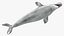 3D model Beluga Whale Adult