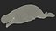 3D model Beluga Whale Adult