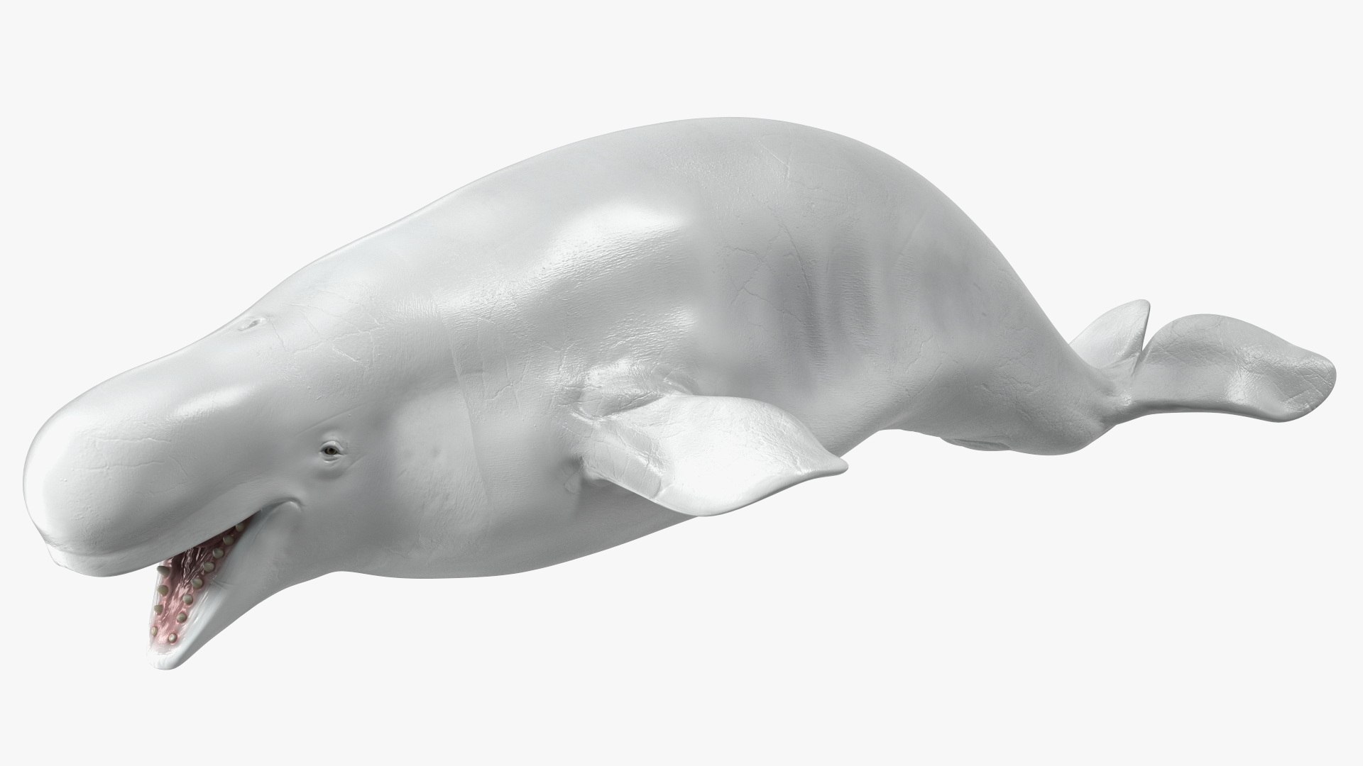 3D model Beluga Whale Adult - TurboSquid 2027737