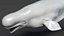3D model Beluga Whale Adult