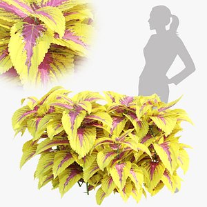 3D Painted nettle plants vol 175