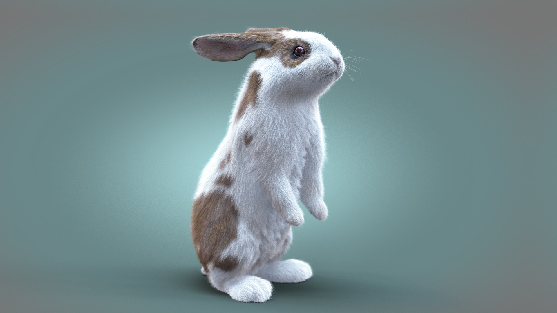 Rabbit Spotted RIG XGEN model - TurboSquid 2163512