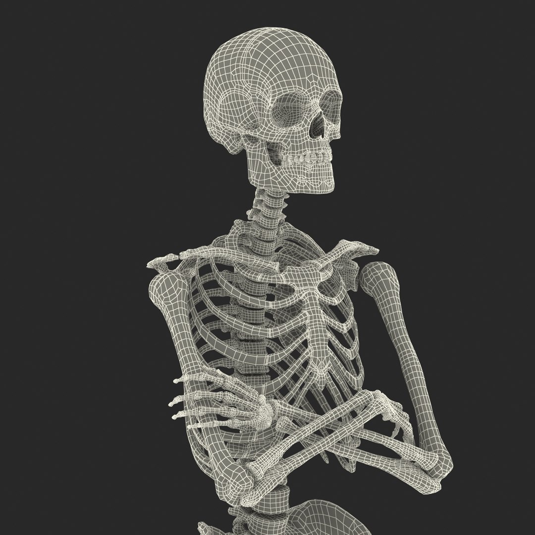 Human Male Skeleton Pose 3d Model