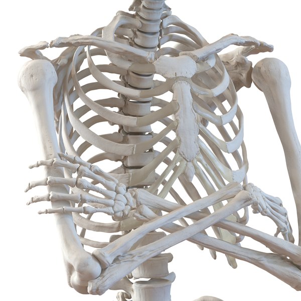 human male skeleton pose 3d model