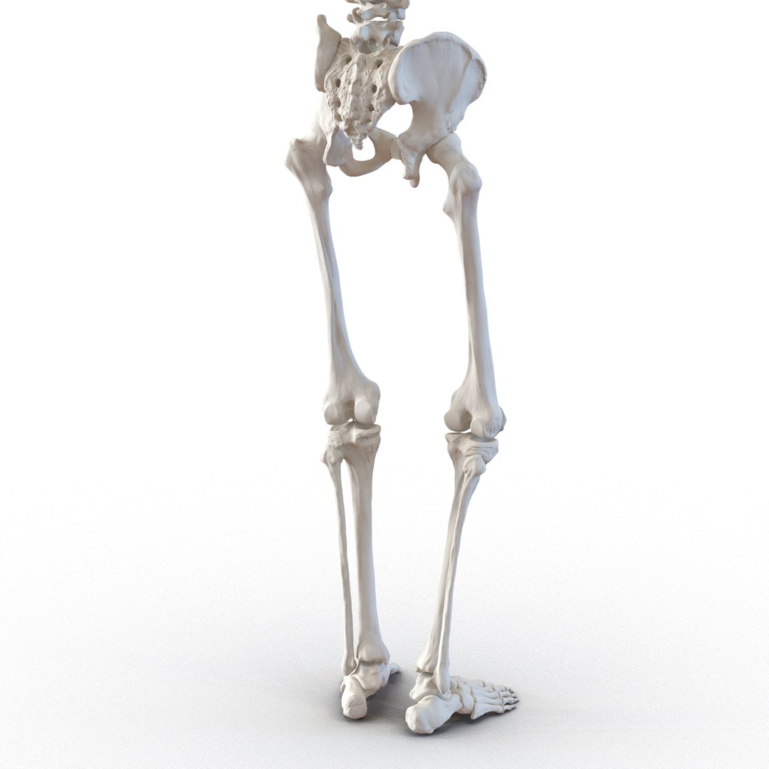 human male skeleton pose 3d model