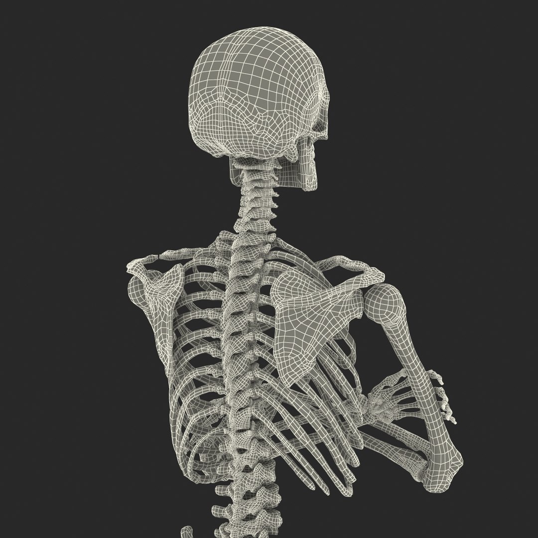 Human Male Skeleton Pose 3d Model
