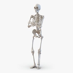 human male skeleton pose 3d model