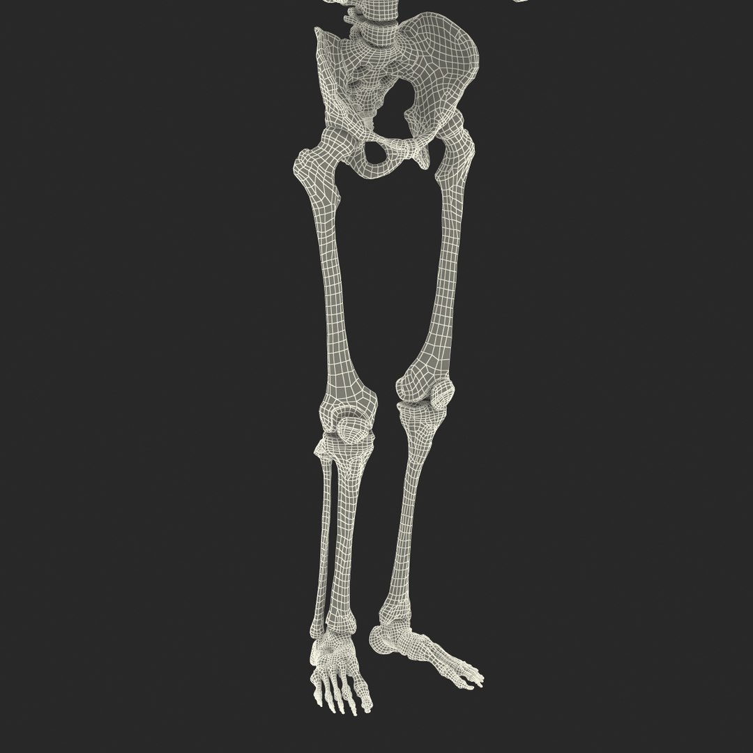 Human Male Skeleton Pose 3d Model