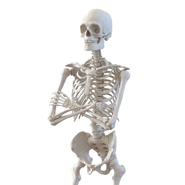 human male skeleton pose 3d model