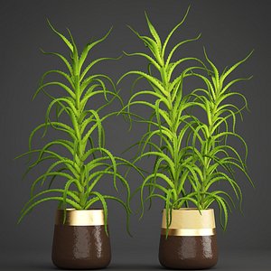 3D aloe vera