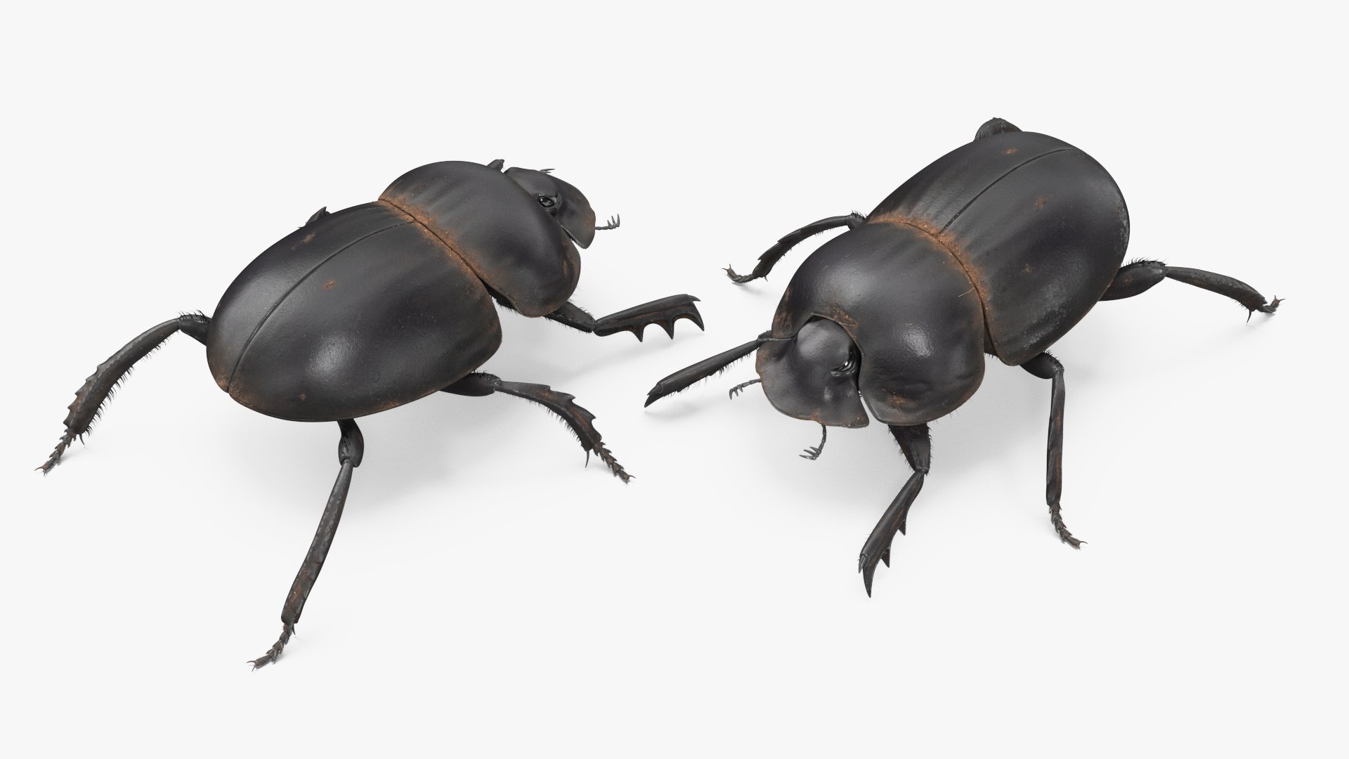 Dung Beetle Dirty Fur model https://p.turbosquid.com/ts-thumb/1q/cJUT70/5R/dungbeetledirtyfur3dmodel006/jpg/1729155265/1920x1080/fit_q87/987f7bd97769cefa2dd5a7e692ac6b4f628219ee/dungbeetledirtyfur3dmodel006.jpg