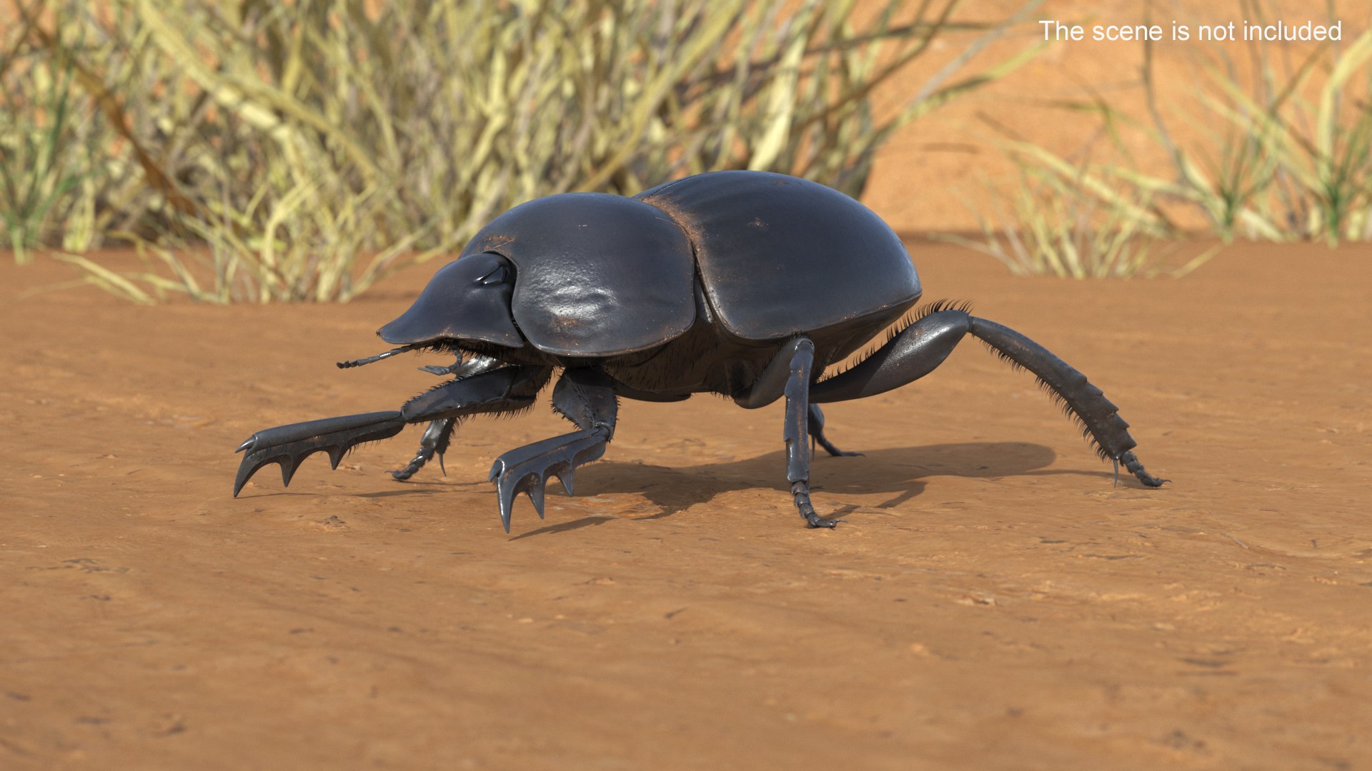 Dung Beetle Dirty Fur model https://p.turbosquid.com/ts-thumb/1q/cJUT70/Bm/dungbeetledirtyfur3dmodel002/jpg/1729155237/1920x1080/fit_q87/82c1825313004c61c5a1942d2c8b27d982320ff0/dungbeetledirtyfur3dmodel002.jpg