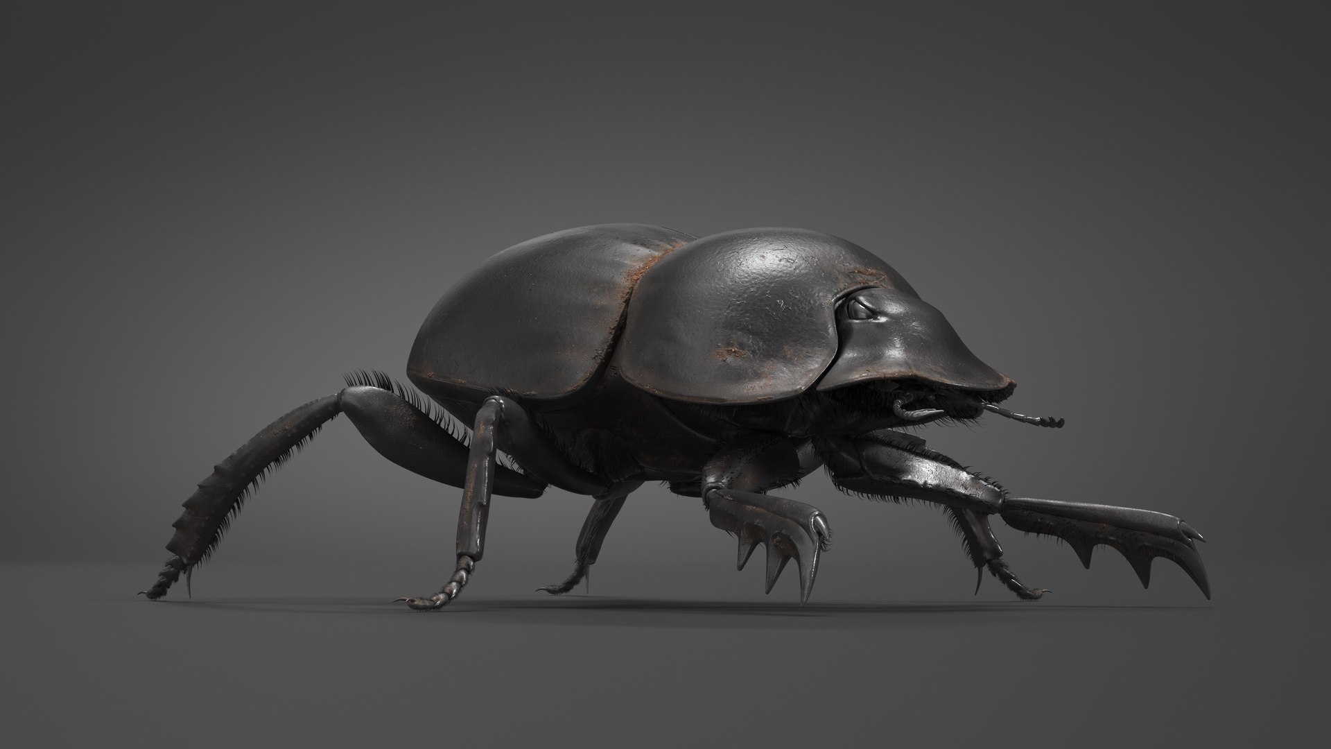Dung Beetle Dirty Fur model https://p.turbosquid.com/ts-thumb/1q/cJUT70/Fm/dungbeetledirtyfur3dmodel004/jpg/1729155251/1920x1080/fit_q87/1d6f8e61a6ac68a1e741493d7e3fbcbe8a2a659f/dungbeetledirtyfur3dmodel004.jpg
