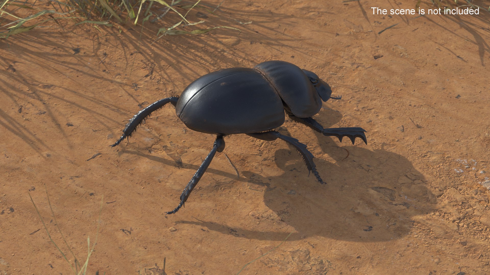 Dung Beetle Dirty Fur model https://p.turbosquid.com/ts-thumb/1q/cJUT70/Ja/dungbeetledirtyfur3dmodel003/jpg/1729155244/1920x1080/fit_q87/120a8ba792eff0aed34d2d5f32a02616bdfd6571/dungbeetledirtyfur3dmodel003.jpg