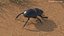 Dung Beetle Dirty Fur