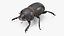 Dung Beetle Dirty Fur
