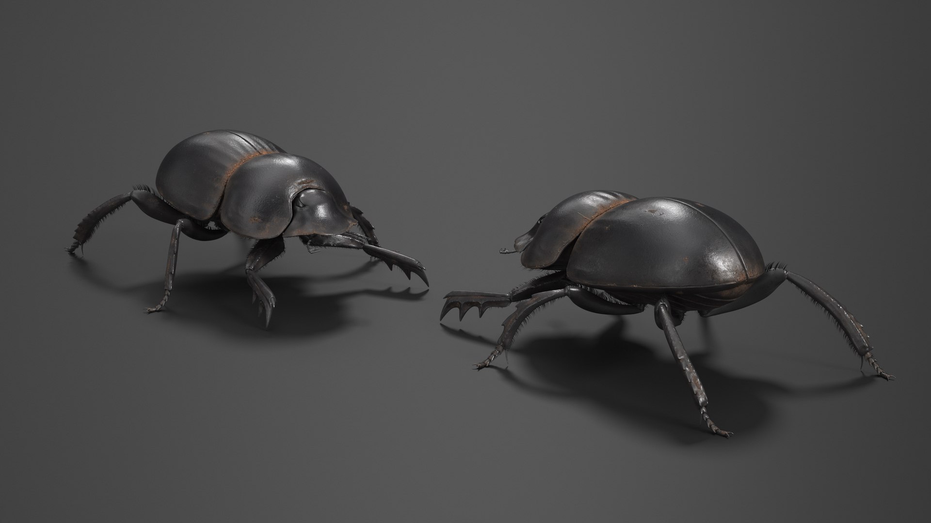 Dung Beetle Dirty Fur model https://p.turbosquid.com/ts-thumb/1q/cJUT70/NN/dungbeetledirtyfur3dmodel005/jpg/1729155256/1920x1080/fit_q87/dd709442b45625eb023a380733cf2768c554acd9/dungbeetledirtyfur3dmodel005.jpg