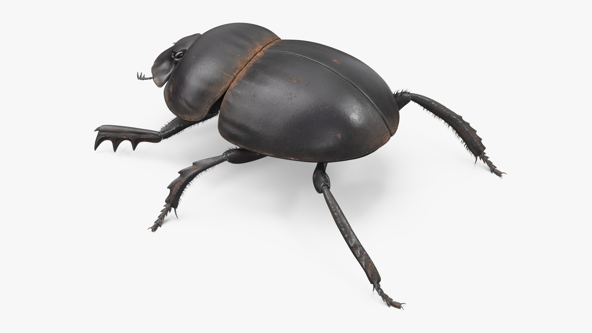 Dung Beetle Dirty Fur model https://p.turbosquid.com/ts-thumb/1q/cJUT70/tU/dungbeetledirtyfur3dmodel007/jpg/1729155272/1920x1080/fit_q87/570197049e2fbf9fff89dae32e1f2e460345cf24/dungbeetledirtyfur3dmodel007.jpg