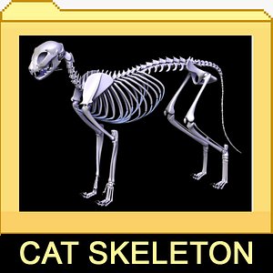 3d model cat skeleton