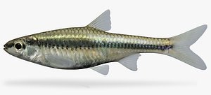 notropis heterodon blackchin shiner x