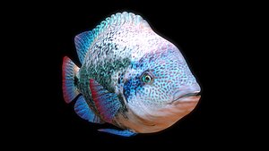 3D model Cichild fish